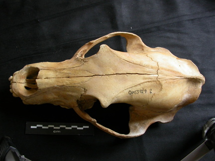 Skull: frontal sight