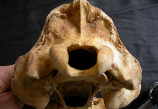 Cráneo: vista posterior