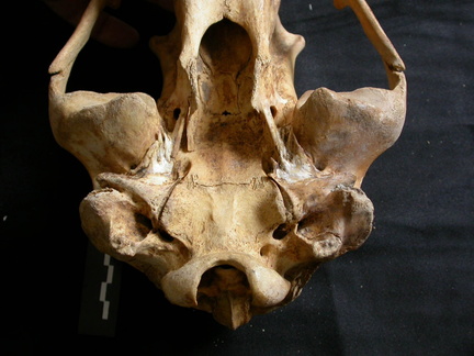 Skull: ventral sight