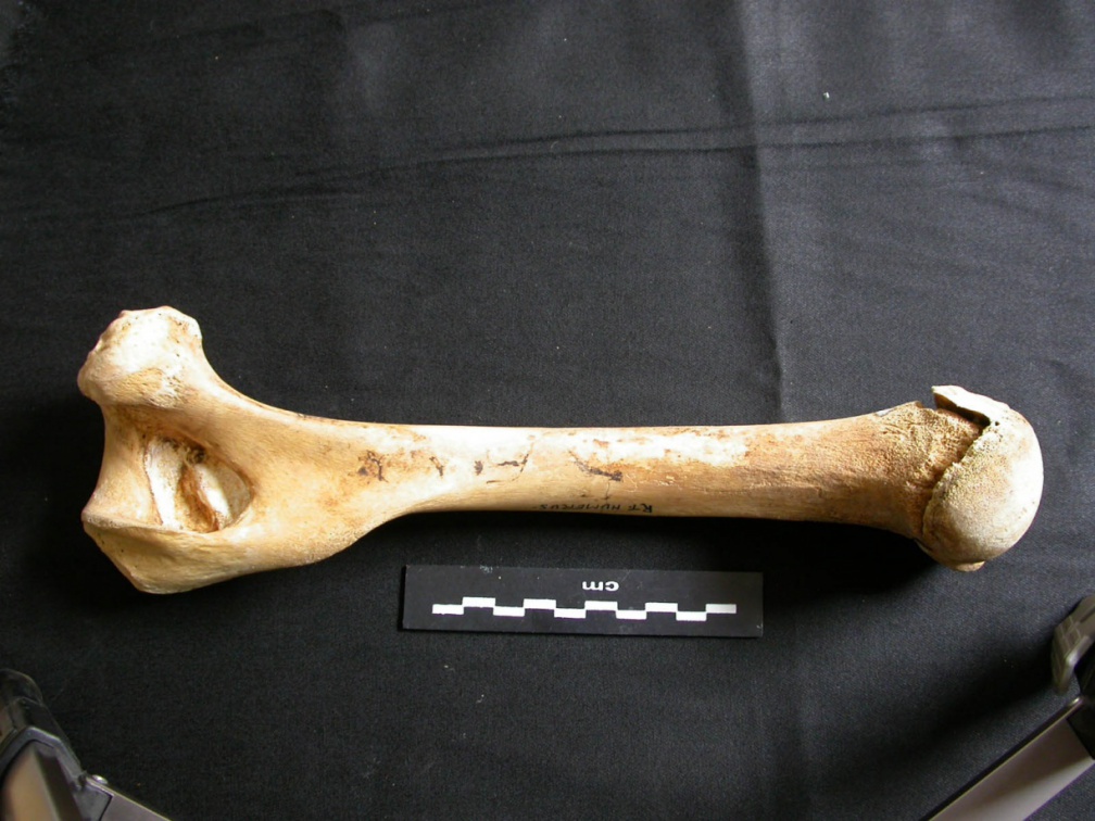 Humérus