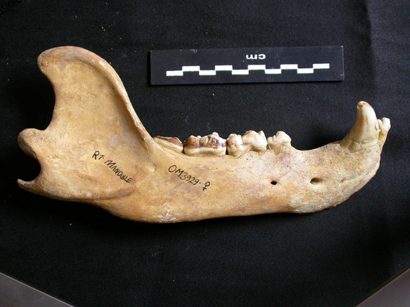 Mandible