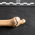 Ulna : partie distale