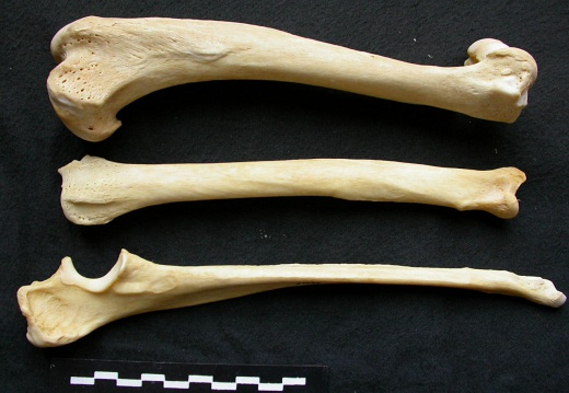 Humerus,radius and ulna