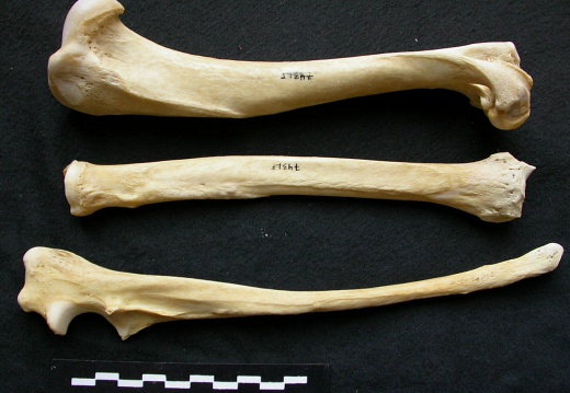 Humérus, radius et ulna