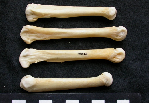 Metacarpals