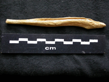  Baculum 