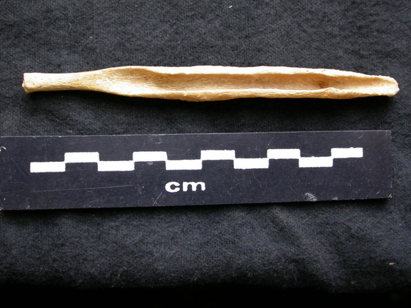  Baculum 