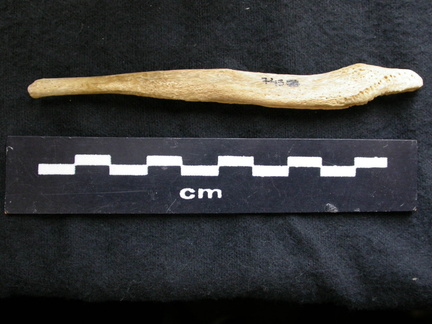  Baculum 