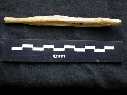  Baculum 