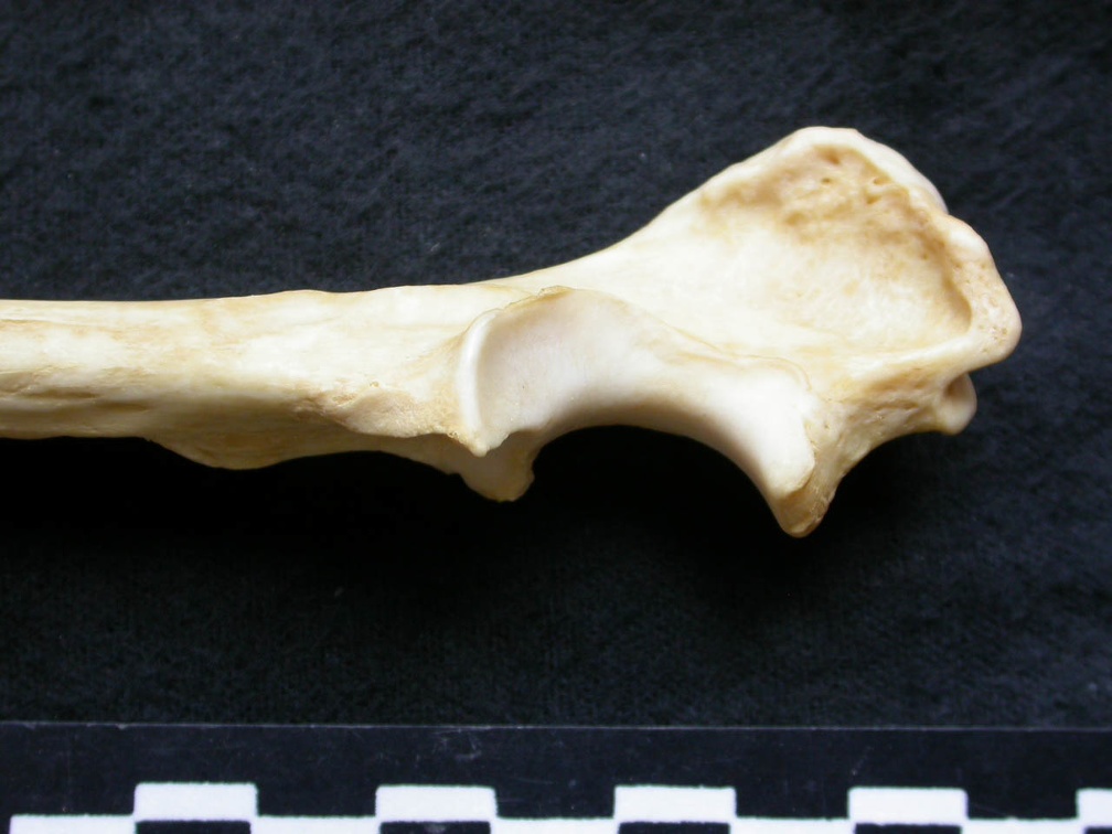  Ulna: proximale part