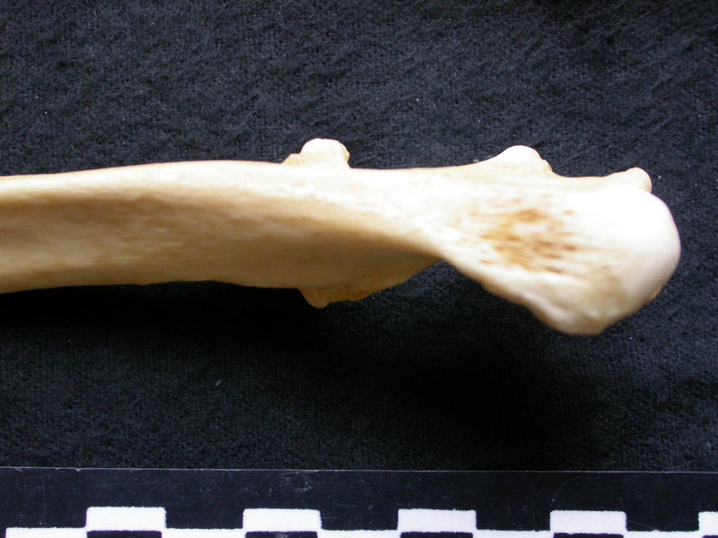 Ulna : partie proximale