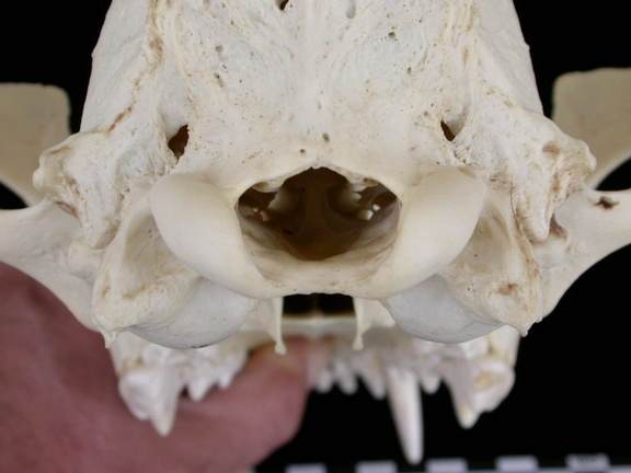 Crâne : vue postérieure