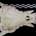 Crâne : maxillaires et  os incisif