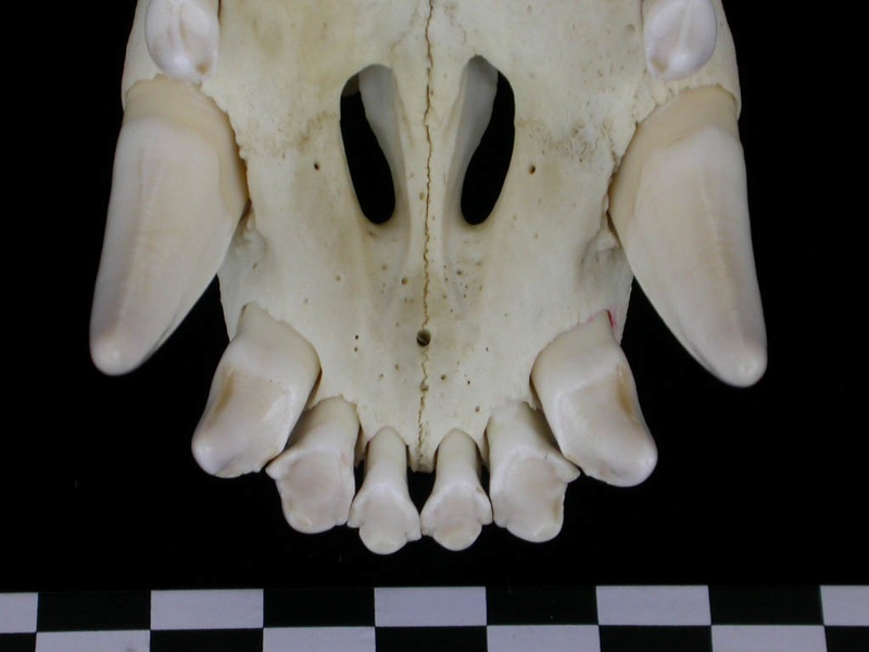 Skull: incisive bone
