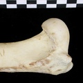 Humerus: proximale part