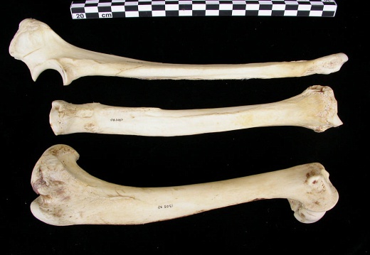 Humérus, radius et ulna