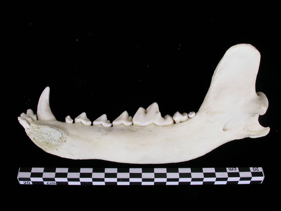 Mandibule