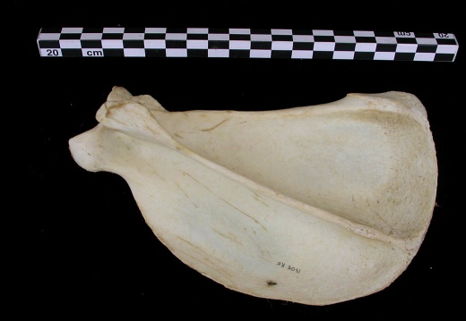 Scapula : vue latérale