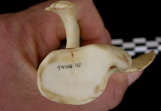 Scapula: ventral view