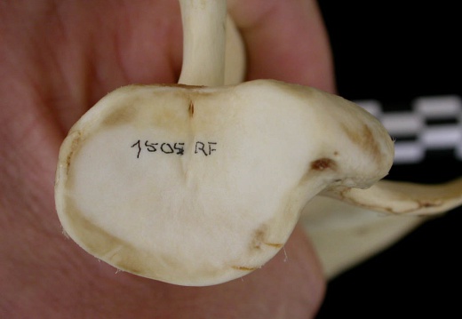 Scapula: ventral view