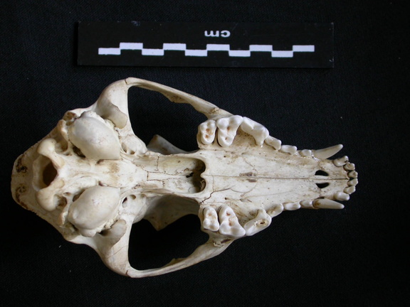 Crâne : vue ventrale