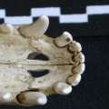 Cm-dentsup2.jpg