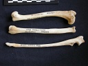 Humérus, radius et ulna