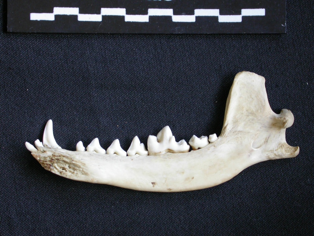 Mandible