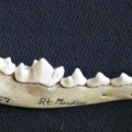 Dentición inferior