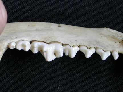 Lower teeth