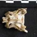 Cm-Sacr1.jpg