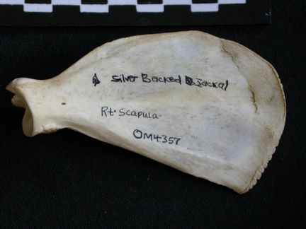 Scapula: medial view