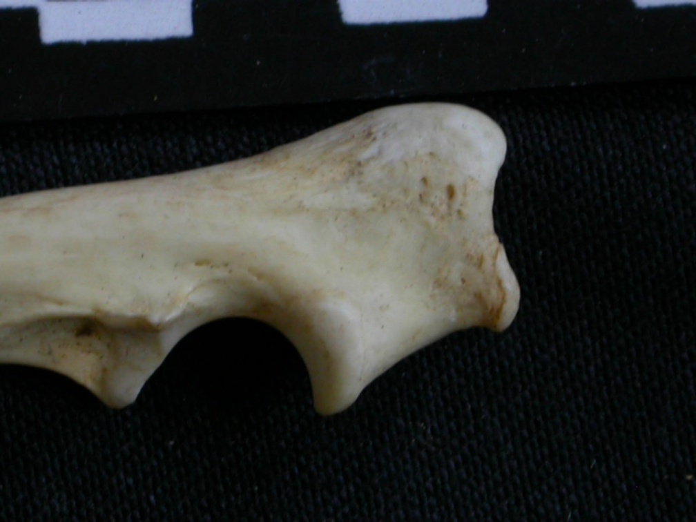 Ulna : partie proximale