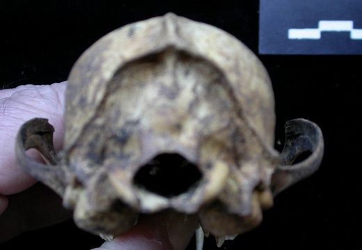 Cráneo: vista posterior
