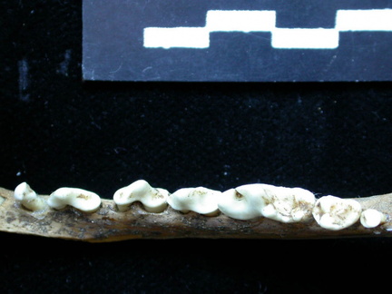 Mandibule