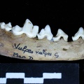 Mandible