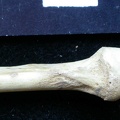 Radius: proximale part (5994 visits) Vulpes vulpes - Young adult - Right elementCollection: Maison Méditerranéenne des Sciences de l'H... Radius: proximale part