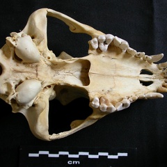 Skull: ventral sight