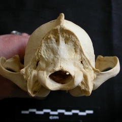 Skull: posterior view