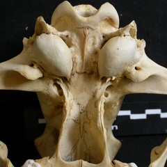 Skull: ventral sight