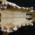 Lp-dentsup1.jpg