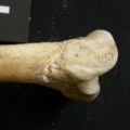 Lp-Huprox4.jpg