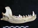 Mandible