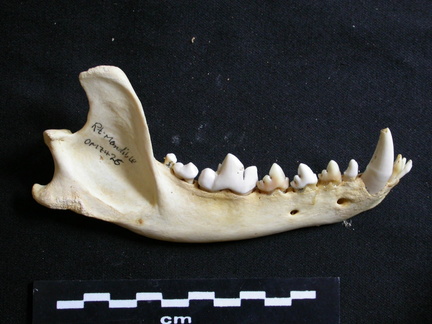 Mandible