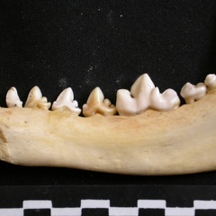 Mandible