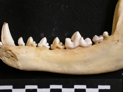 Mandible