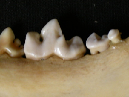 Dentición inferior