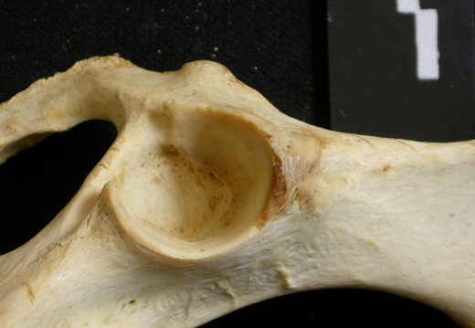 Coxal: acetabulum