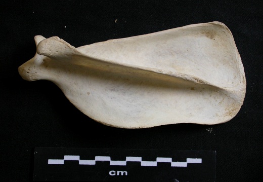 Scapula : vue latérale