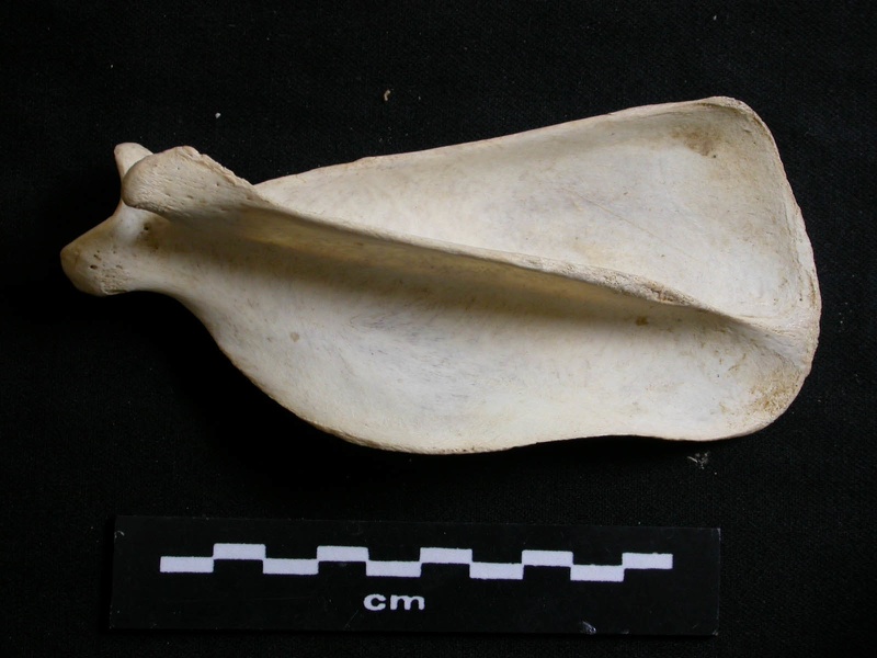 Scapula : vue latérale